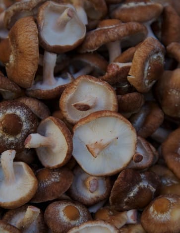 Mushrooms that make your brain work better